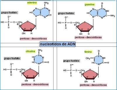 Resultado de imagen para nucleotidos del adn